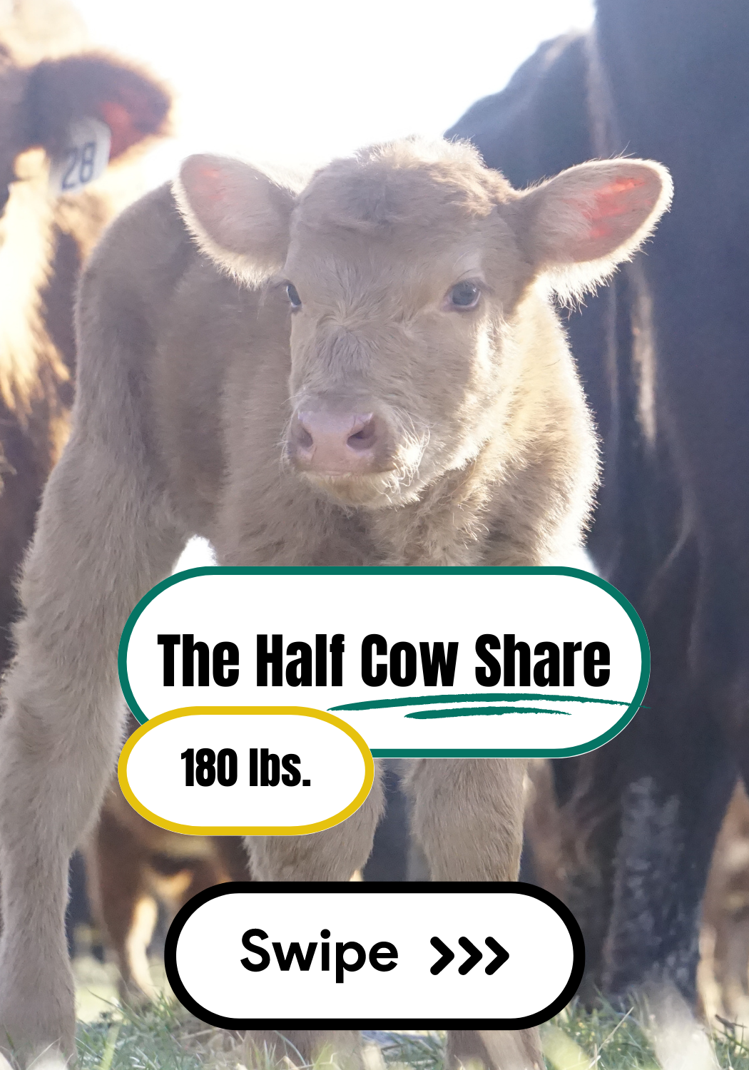 Half Cow Deposit - $800